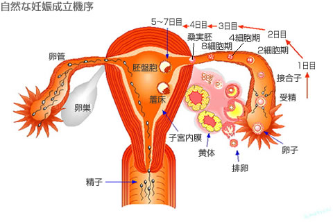 自然な妊娠成立機序イラスト