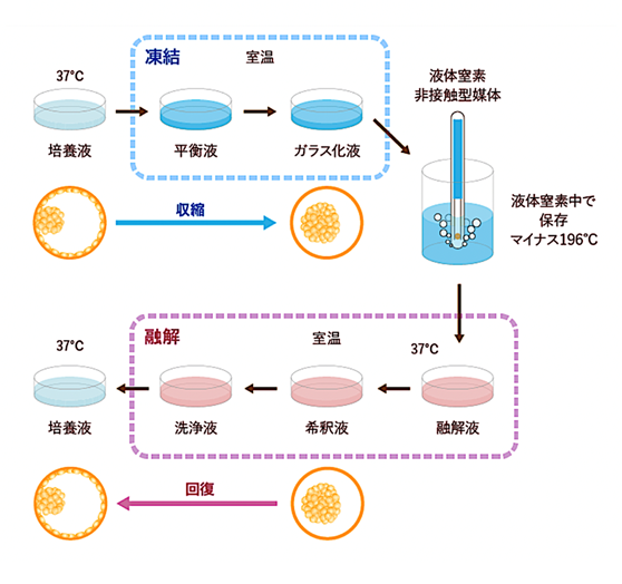 凍結保存